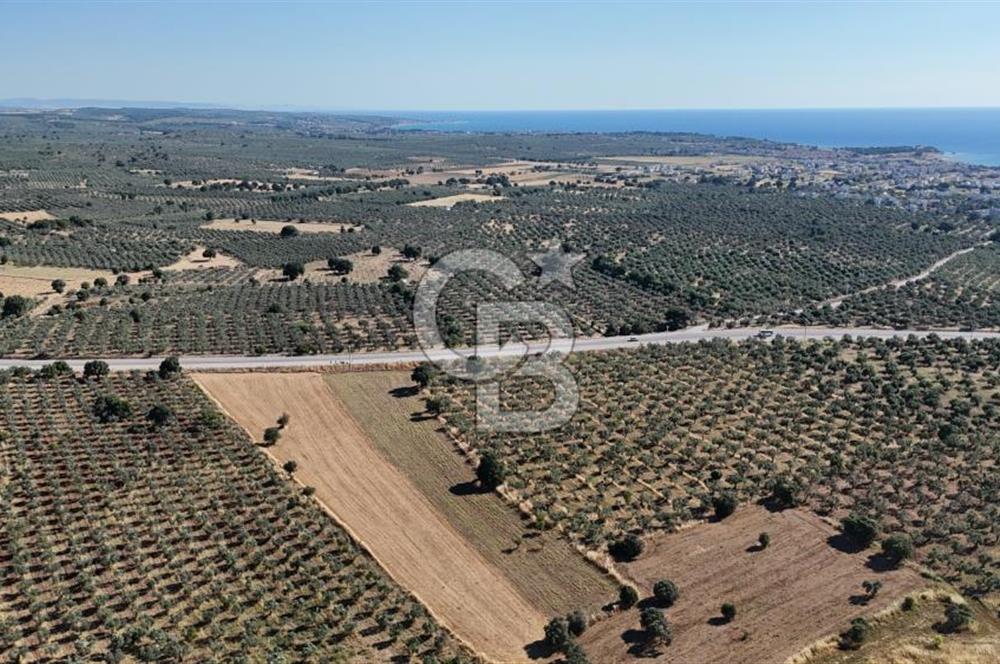 Ezine Geyikli'de Asfalt Yola Cepheli 7.916 m² Satılık Arazi