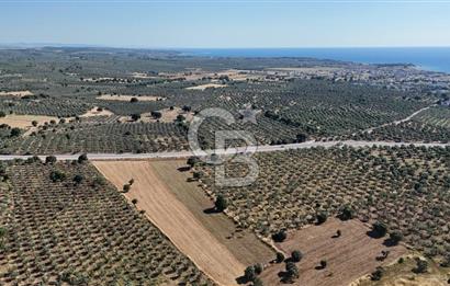Ezine Geyikli'de Asfalt Yola Cepheli 7.916 m² Satılık Arazi