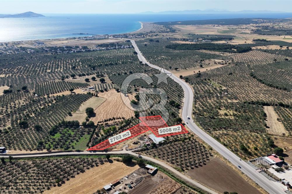 Ezine Geyikli'de 7710 m2 2 Ayrı Parsel  Satılık Zeytinlik 