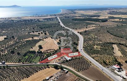 Ezine Geyikli'de 7710 m2 2 Ayrı Parsel  Satılık Zeytinlik 