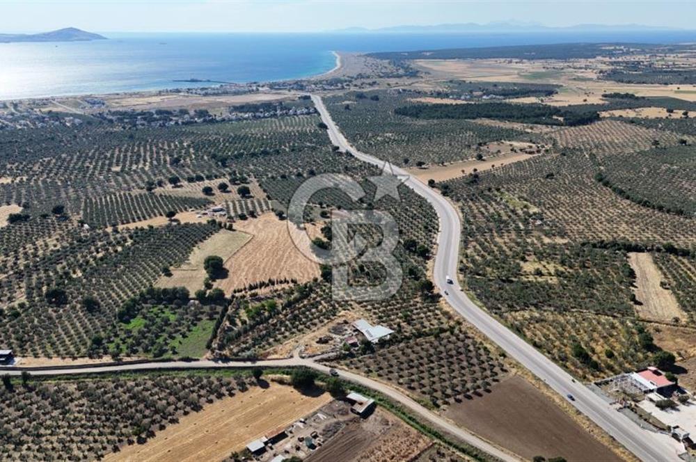 Ezine Geyikli'de 7710 m2 2 Ayrı Parsel  Satılık Zeytinlik 