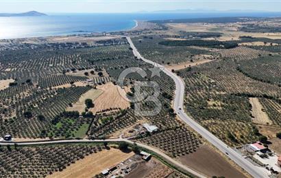 Ezine Geyikli'de 7710 m2 2 Ayrı Parsel  Satılık Zeytinlik 