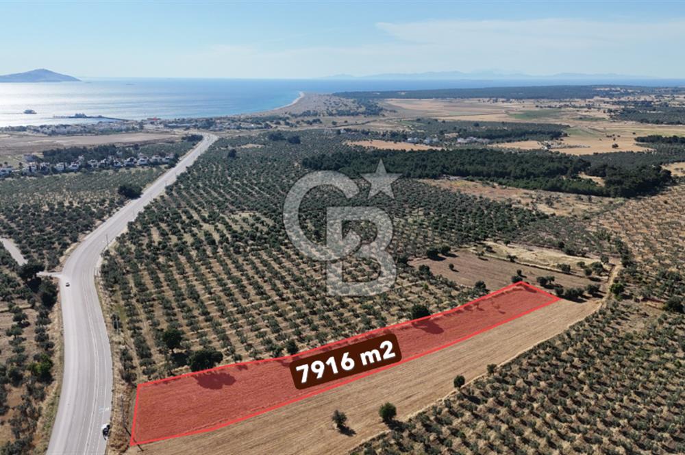Ezine Geyikli'de Asfalt Yola Cepheli 7.916 m² Satılık Arazi