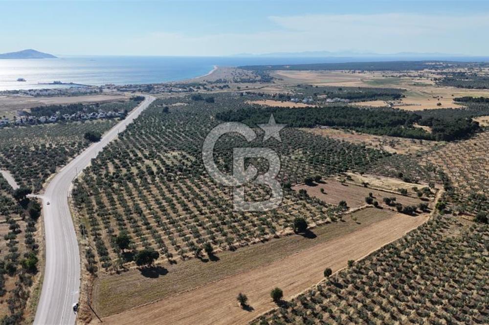 Ezine Geyikli'de Asfalt Yola Cepheli 7.916 m² Satılık Arazi