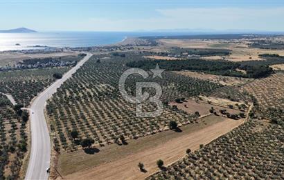 Ezine Geyikli'de Asfalt Yola Cepheli 7.916 m² Satılık Arazi