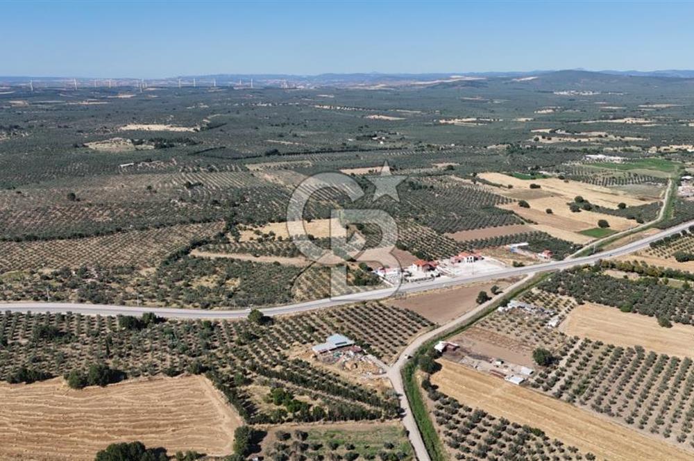Ezine Geyikli'de 7710 m2 2 Ayrı Parsel  Satılık Zeytinlik 