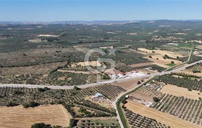 Ezine Geyikli'de 7710 m2 2 Ayrı Parsel  Satılık Zeytinlik 
