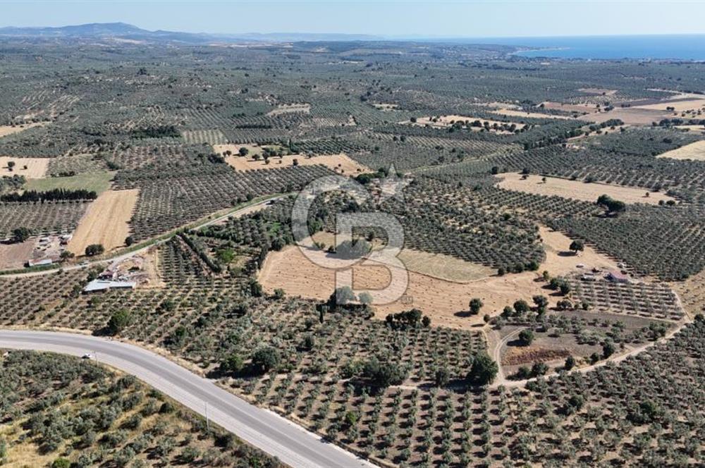 Ezine Geyikli'de 7710 m2 2 Ayrı Parsel  Satılık Zeytinlik 
