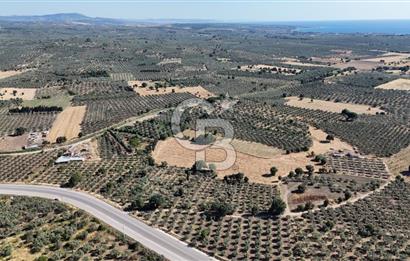 Ezine Geyikli'de 7710 m2 2 Ayrı Parsel  Satılık Zeytinlik 