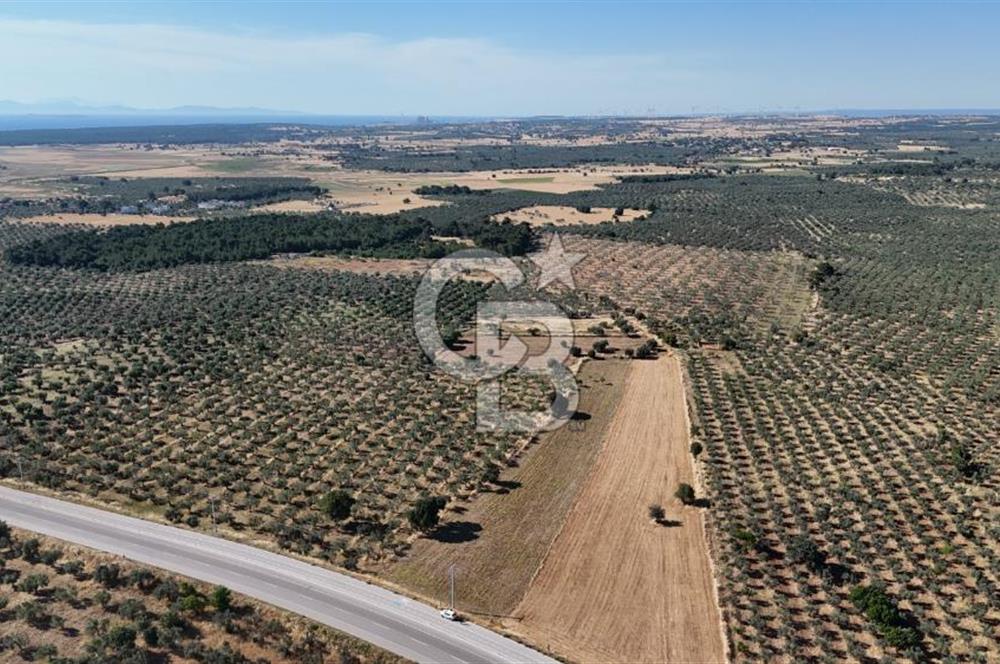 Ezine Geyikli'de Asfalt Yola Cepheli 7.916 m² Satılık Arazi