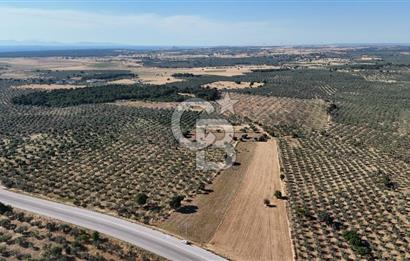 Ezine Geyikli'de Asfalt Yola Cepheli 7.916 m² Satılık Arazi