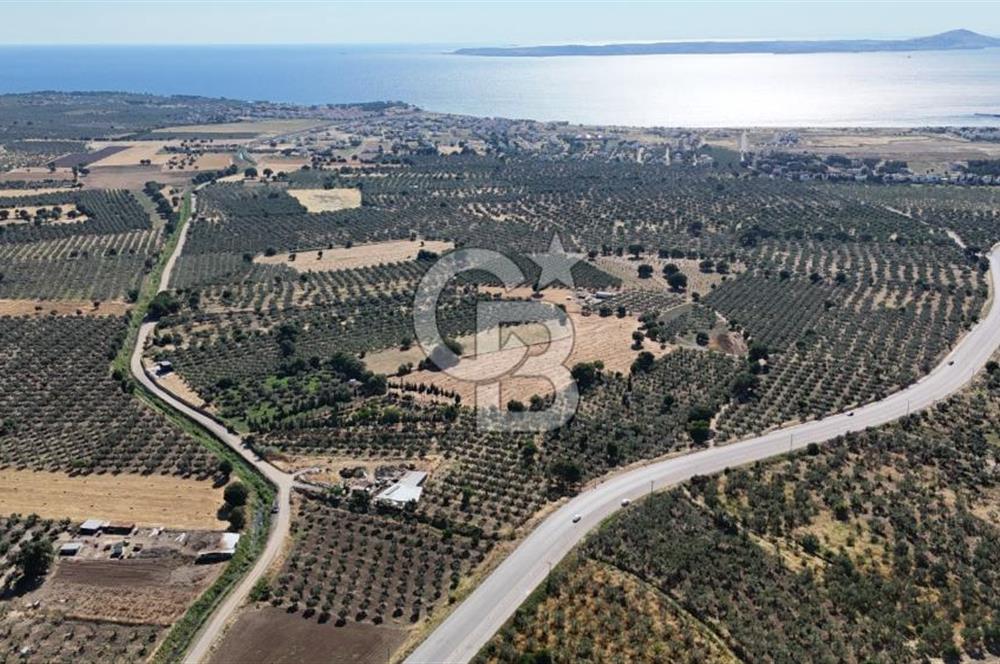 Ezine Geyikli'de 7710 m2 2 Ayrı Parsel  Satılık Zeytinlik 