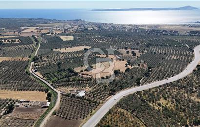 Ezine Geyikli'de 7710 m2 2 Ayrı Parsel  Satılık Zeytinlik 