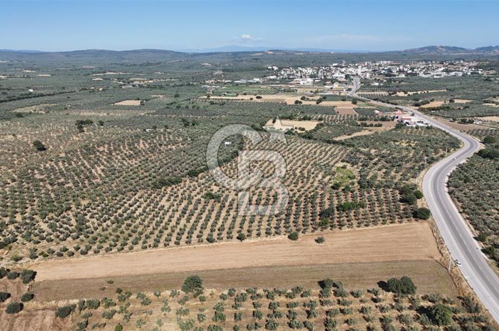 Ezine Geyikli'de Asfalt Yola Cepheli 7.916 m² Satılık Arazi
