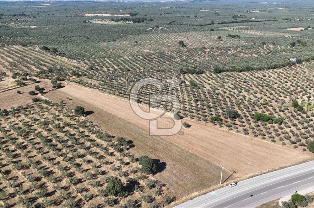Ezine Geyikli'de Asfalt Yola Cepheli 7.916 m² Satılık Arazi