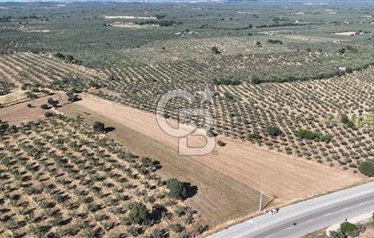 Ezine Geyikli'de Asfalt Yola Cepheli 7.916 m² Satılık Arazi