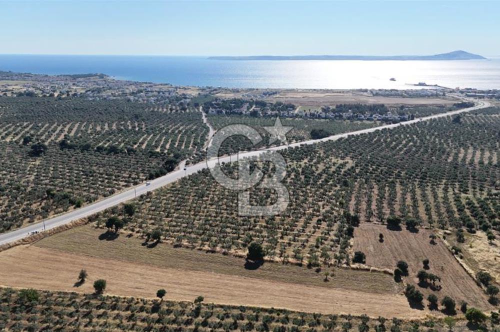 Ezine Geyikli'de Asfalt Yola Cepheli 7.916 m² Satılık Arazi