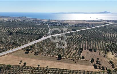 Ezine Geyikli'de Asfalt Yola Cepheli 7.916 m² Satılık Arazi