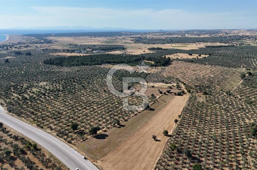 Ezine Geyikli'de Asfalt Yola Cepheli 7.916 m² Satılık Arazi