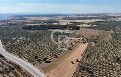 Ezine Geyikli'de Asfalt Yola Cepheli 7.916 m² Satılık Arazi