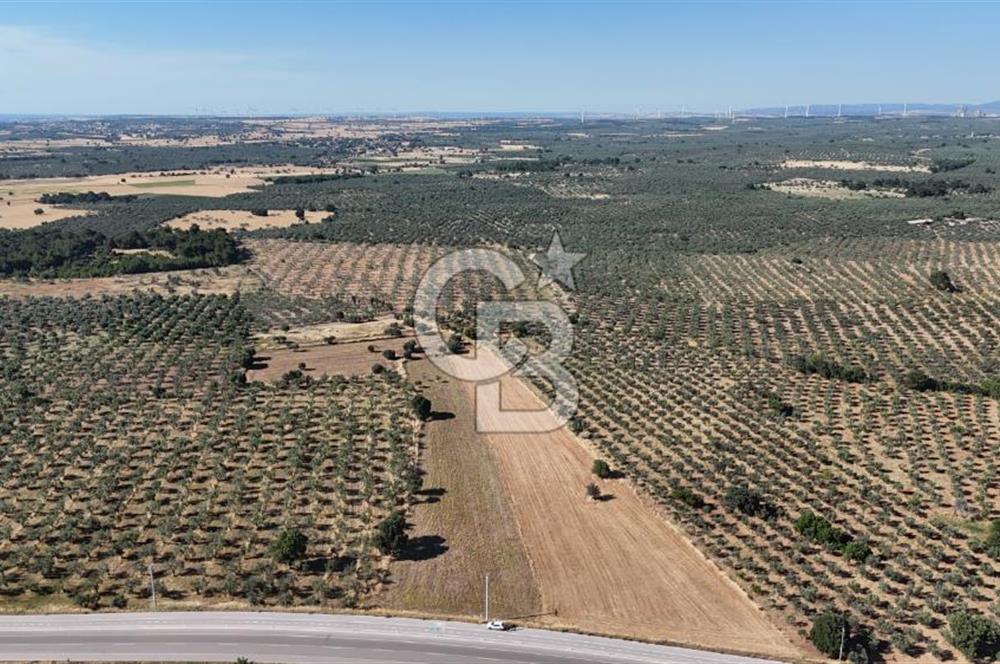 Ezine Geyikli'de Asfalt Yola Cepheli 7.916 m² Satılık Arazi