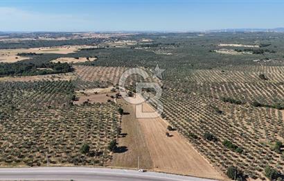 Ezine Geyikli'de Asfalt Yola Cepheli 7.916 m² Satılık Arazi
