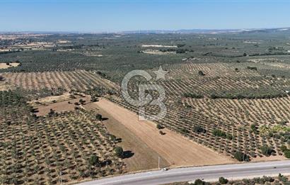 Ezine Geyikli'de Asfalt Yola Cepheli 7.916 m² Satılık Arazi