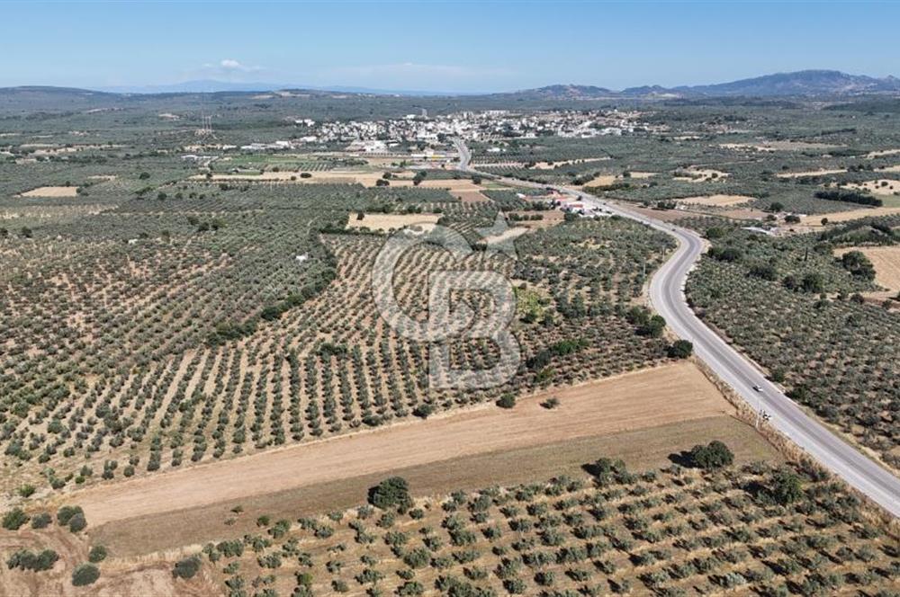 Ezine Geyikli'de Asfalt Yola Cepheli 7.916 m² Satılık Arazi