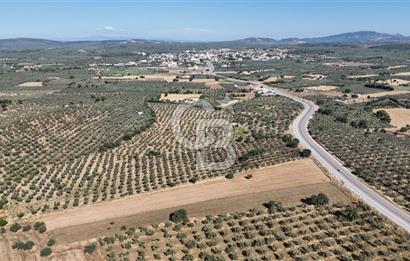 Ezine Geyikli'de Asfalt Yola Cepheli 7.916 m² Satılık Arazi