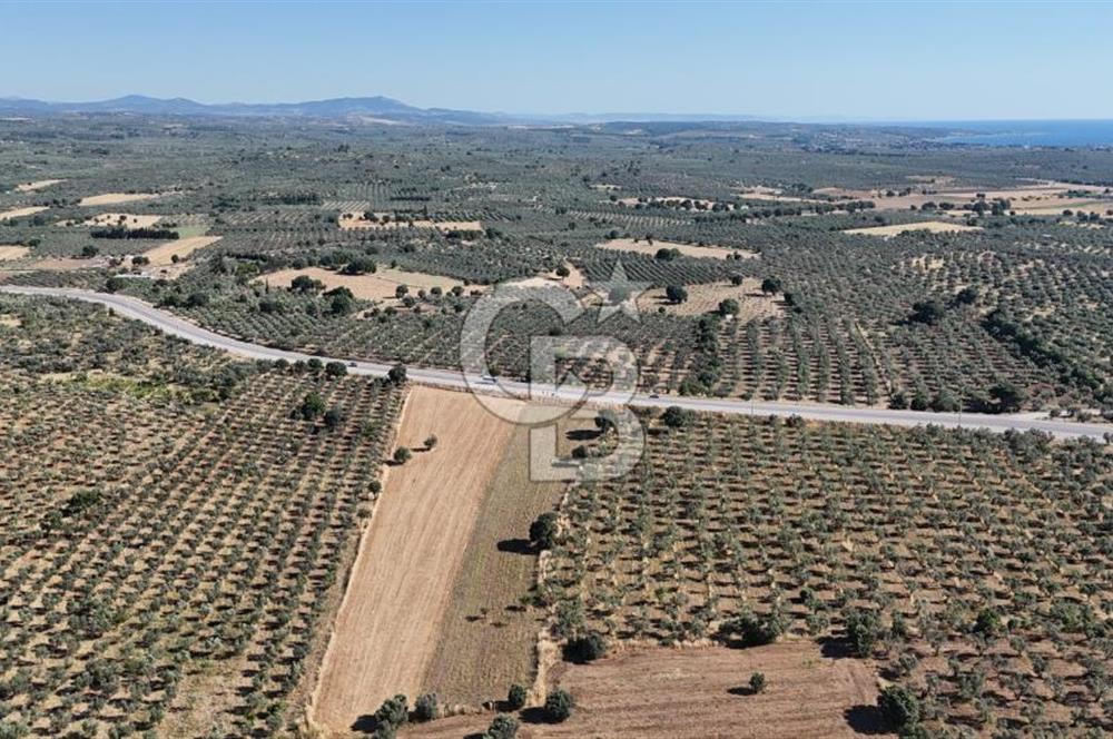 Ezine Geyikli'de Asfalt Yola Cepheli 7.916 m² Satılık Arazi