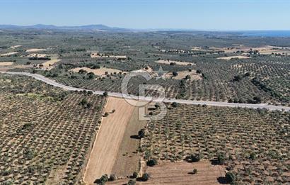 Ezine Geyikli'de Asfalt Yola Cepheli 7.916 m² Satılık Arazi