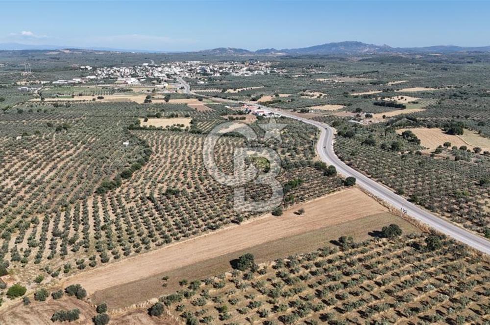 Ezine Geyikli'de Asfalt Yola Cepheli 7.916 m² Satılık Arazi
