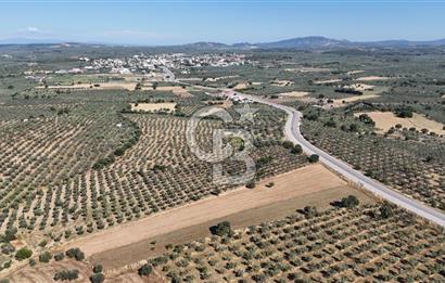 Ezine Geyikli'de Asfalt Yola Cepheli 7.916 m² Satılık Arazi