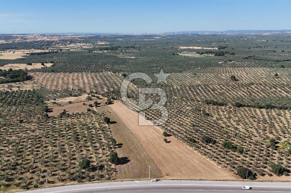 Ezine Geyikli'de Asfalt Yola Cepheli 7.916 m² Satılık Arazi