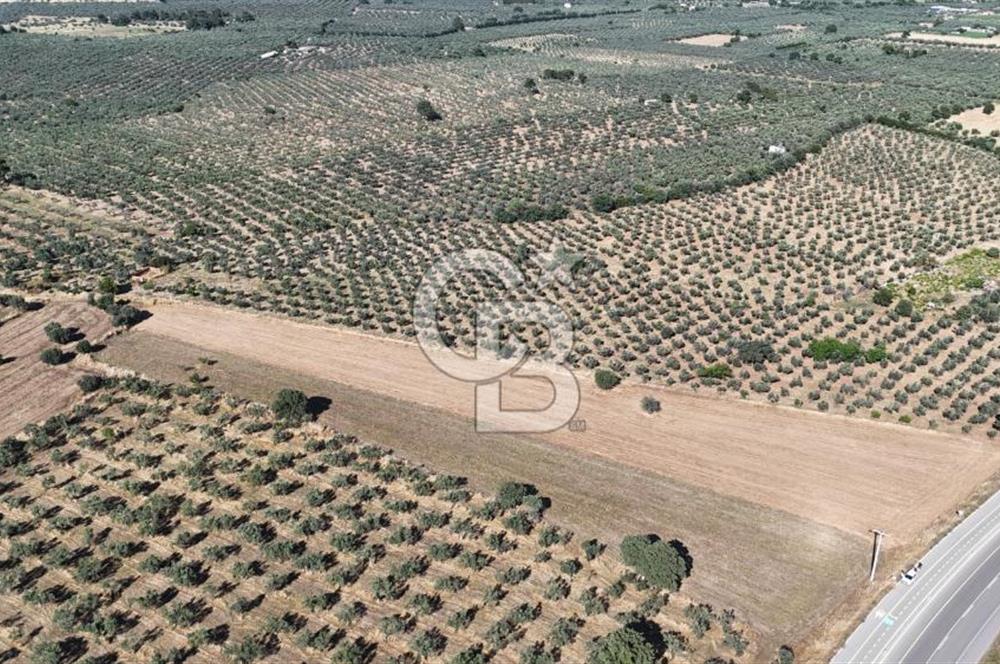 Ezine Geyikli'de Asfalt Yola Cepheli 7.916 m² Satılık Arazi