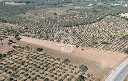 Ezine Geyikli'de Asfalt Yola Cepheli 7.916 m² Satılık Arazi