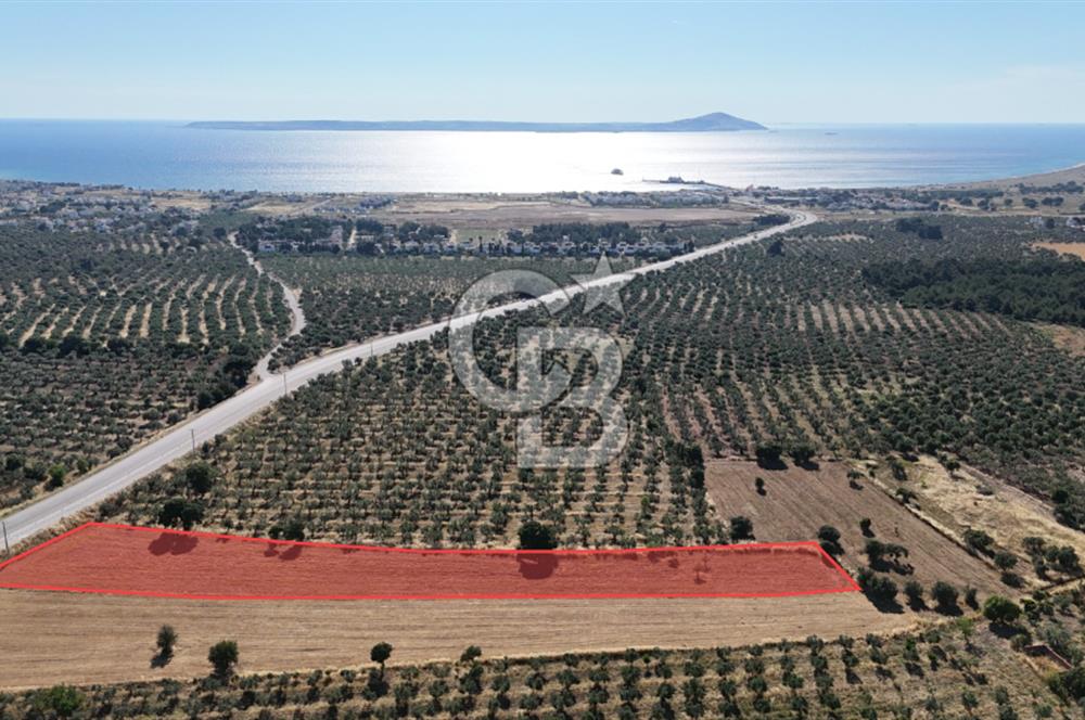 Ezine Geyikli'de Asfalt Yola Cepheli 7.916 m² Satılık Arazi