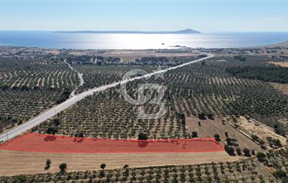 Ezine Geyikli'de Asfalt Yola Cepheli 7.916 m² Satılık Arazi