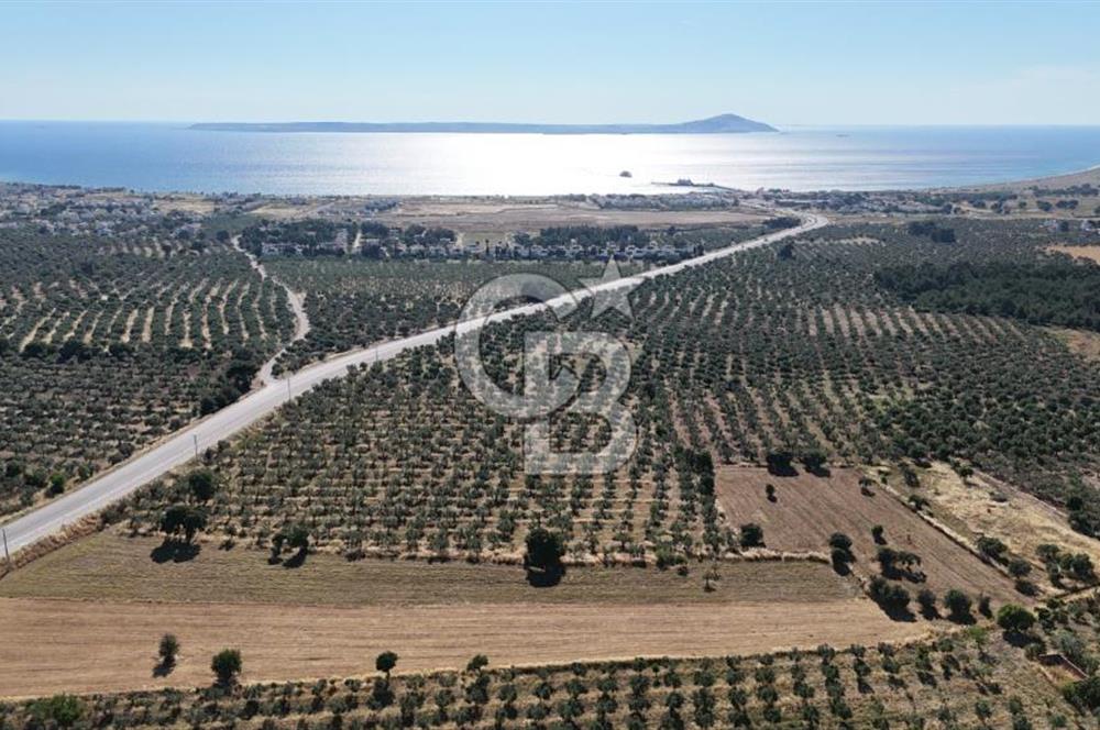 Ezine Geyikli'de Asfalt Yola Cepheli 7.916 m² Satılık Arazi
