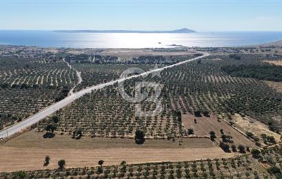 Ezine Geyikli'de Asfalt Yola Cepheli 7.916 m² Satılık Arazi