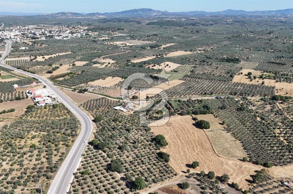 Ezine Geyikli'de 7710 m2 2 Ayrı Parsel  Satılık Zeytinlik 