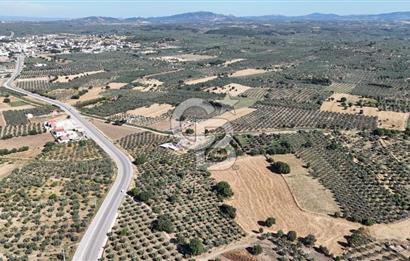 Ezine Geyikli'de 7710 m2 2 Ayrı Parsel  Satılık Zeytinlik 