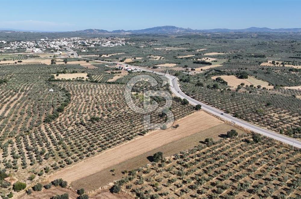 Ezine Geyikli'de Asfalt Yola Cepheli 7.916 m² Satılık Arazi