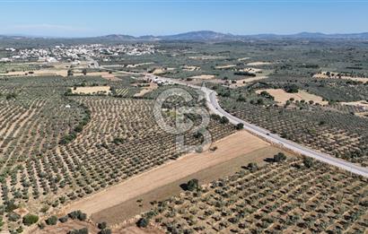 Ezine Geyikli'de Asfalt Yola Cepheli 7.916 m² Satılık Arazi