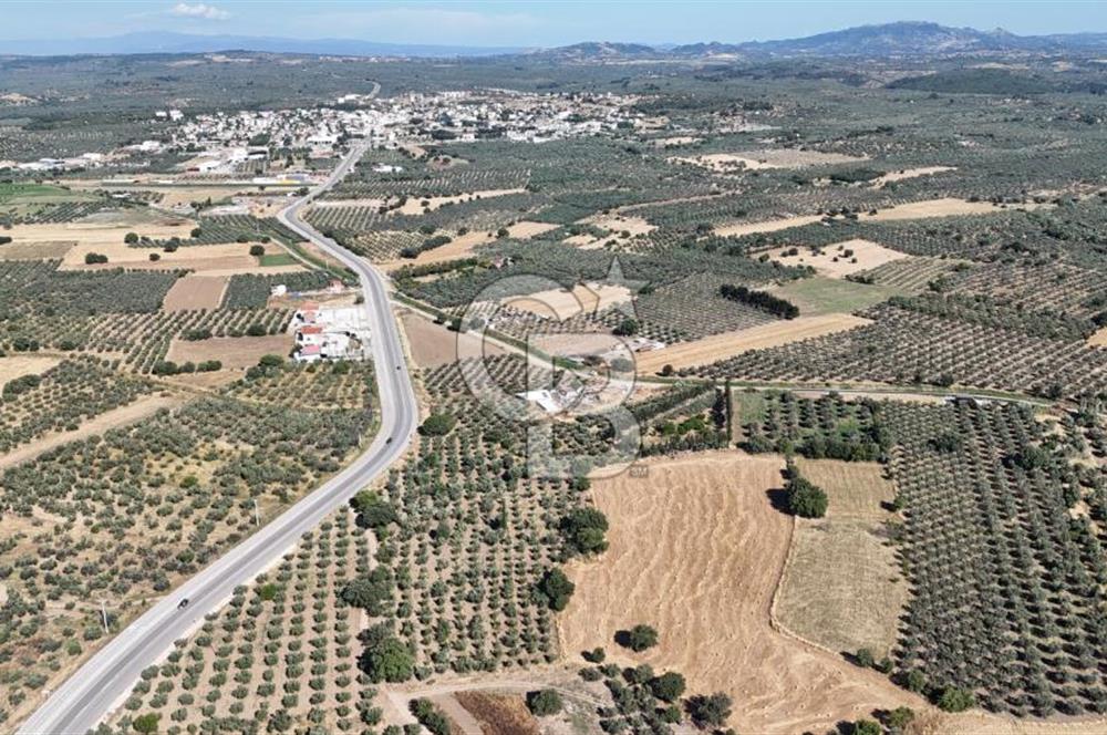 Ezine Geyikli'de 7710 m2 2 Ayrı Parsel  Satılık Zeytinlik 