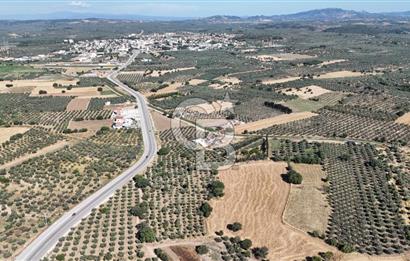 Ezine Geyikli'de 7710 m2 2 Ayrı Parsel  Satılık Zeytinlik 