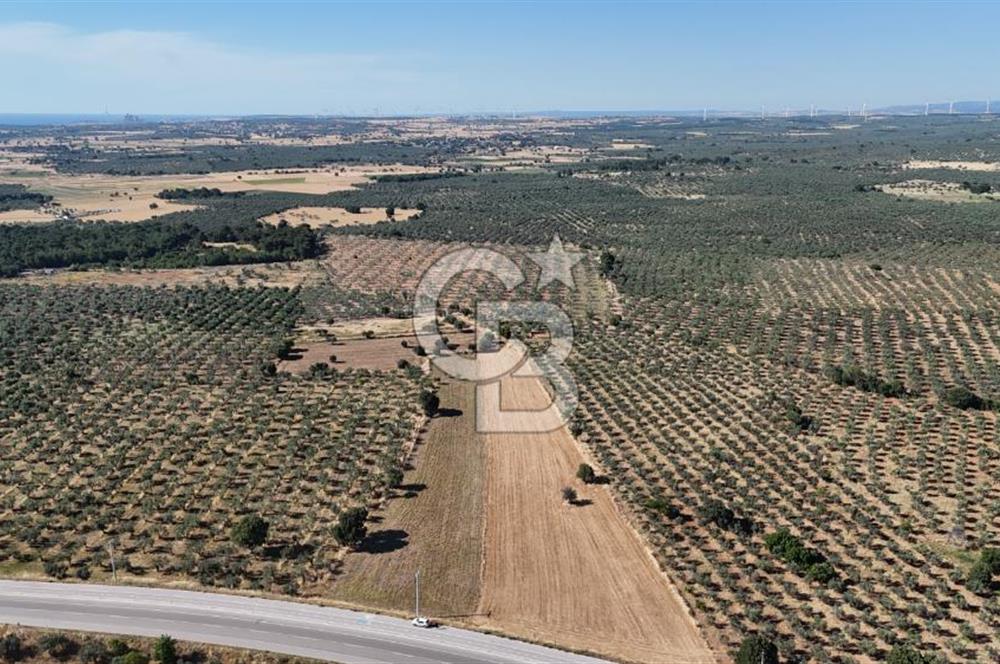 Ezine Geyikli'de Asfalt Yola Cepheli 7.916 m² Satılık Arazi