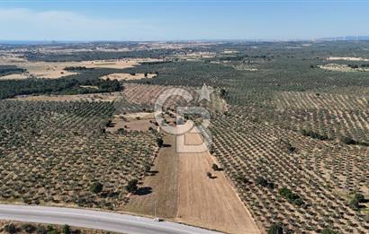 Ezine Geyikli'de Asfalt Yola Cepheli 7.916 m² Satılık Arazi