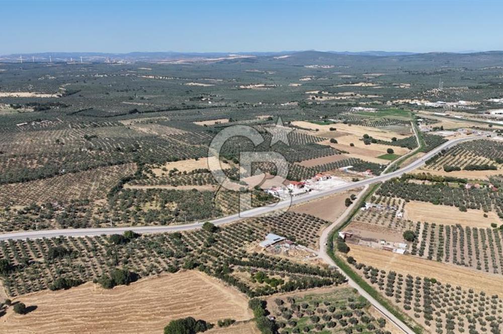 Ezine Geyikli'de 7710 m2 2 Ayrı Parsel  Satılık Zeytinlik 