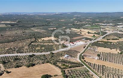 Ezine Geyikli'de 7710 m2 2 Ayrı Parsel  Satılık Zeytinlik 